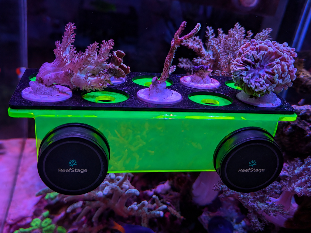 ReefStage GlowRack – Magnetisches Korallen Frag Rack fluoreszierend für Meerwasseraquarium (10 Slots, bis 15 mm Glas)