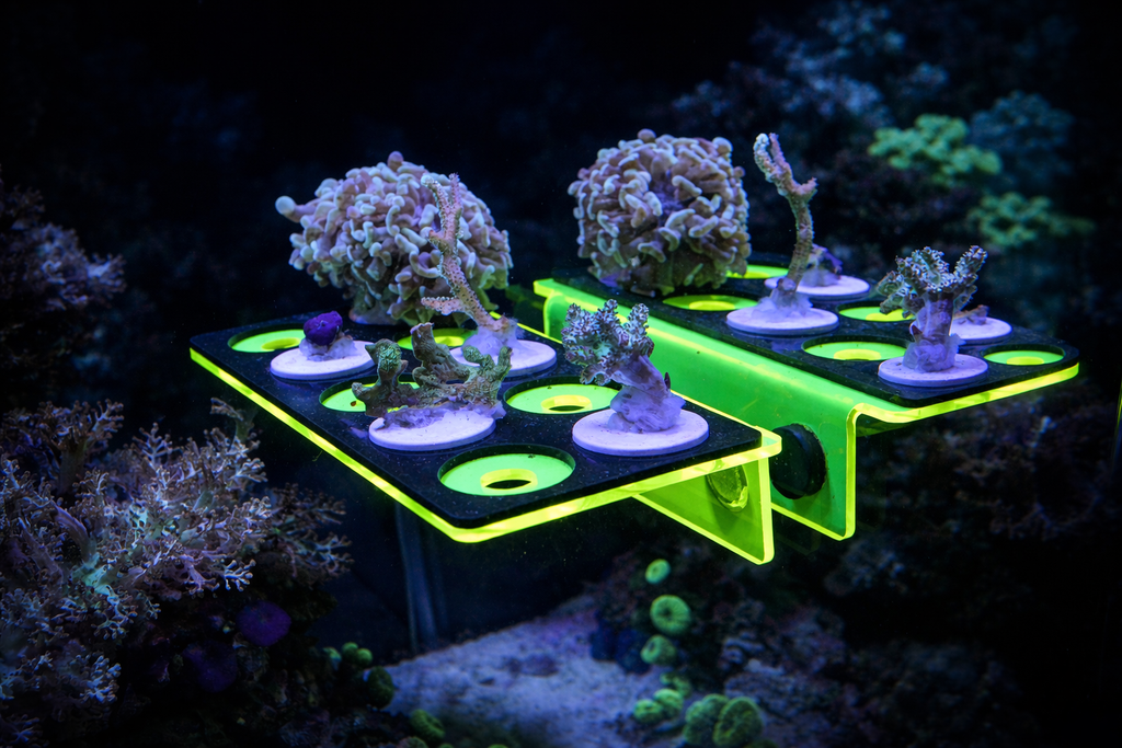 ReefStage GlowRack – Magnetisches Korallen Frag Rack fluoreszierend für Meerwasseraquarium (10 Slots, bis 15 mm Glas)