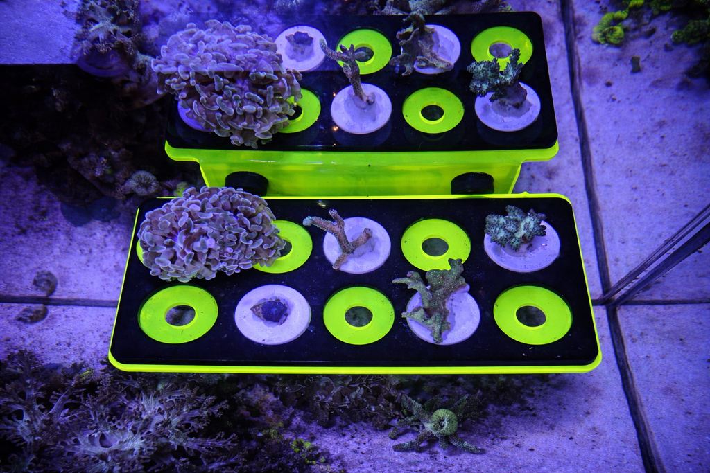 ReefStage GlowRack – Magnetisches Korallen Frag Rack fluoreszierend für Meerwasseraquarium (10 Slots, bis 15 mm Glas)