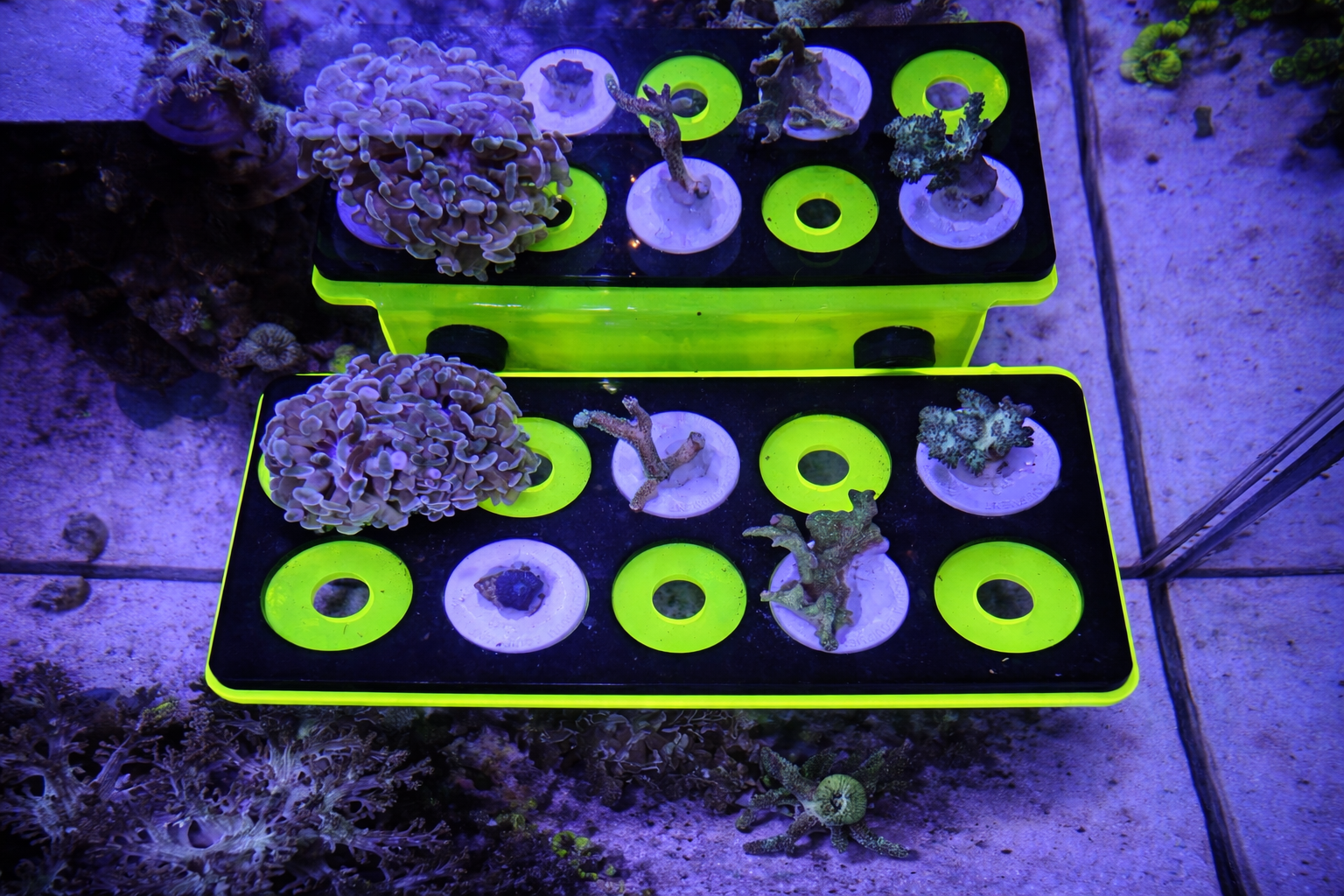 ReefStage GlowRack – Magnetisches Korallen Frag Rack fluoreszierend für Meerwasseraquarium (10 Slots, bis 15 mm Glas)