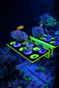 ReefStage GlowRack Starter Set – Komplettset für Korallenableger & Fraging