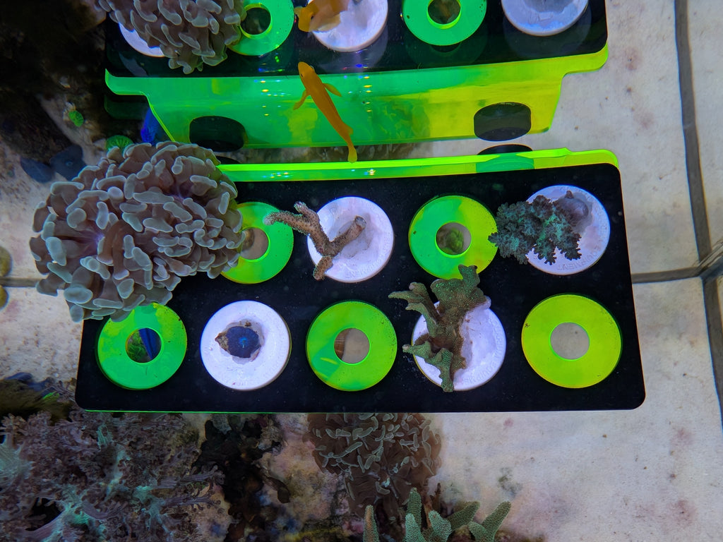 ReefStage GlowRack – Magnetisches Korallen Frag Rack fluoreszierend für Meerwasseraquarium (10 Slots, bis 15 mm Glas)
