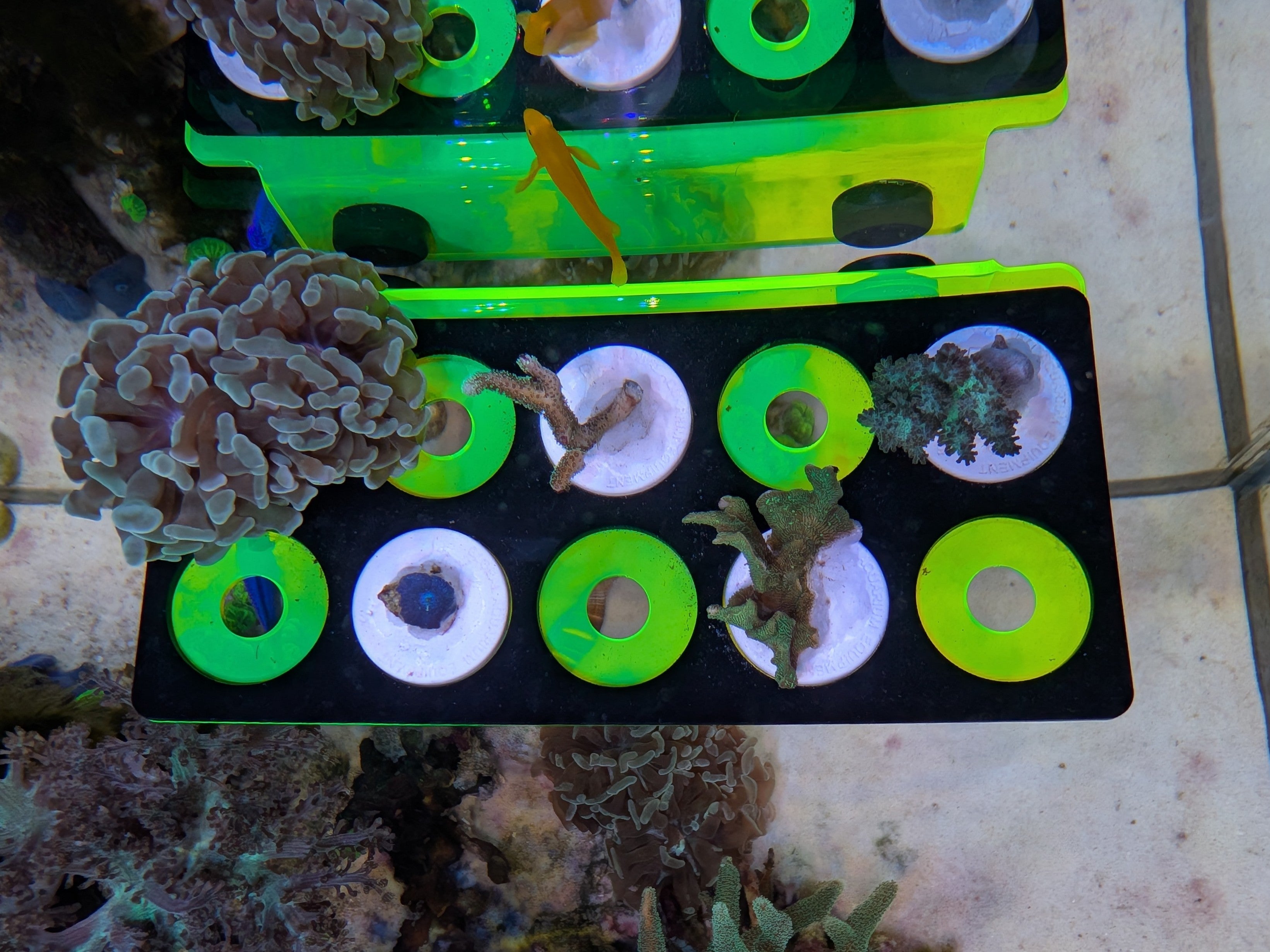 ReefStage GlowRack – Magnetisches Korallen Frag Rack fluoreszierend für Meerwasseraquarium (10 Slots, bis 15 mm Glas)