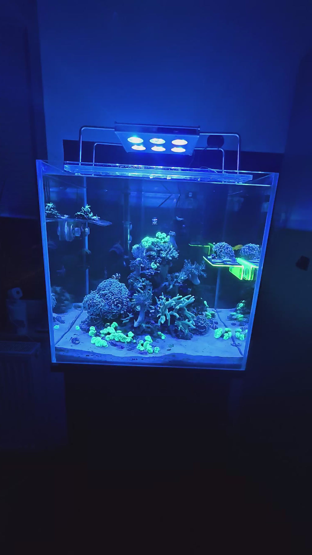 ReefStage GlowRack – Magnetisches Korallen Frag Rack fluoreszierend für Meerwasseraquarium (10 Slots, bis 15 mm Glas)